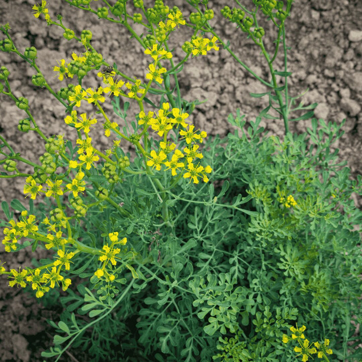 Ruta Graveolens Seeds for Planting – Heirloom Non-GMO High Germination Seeds