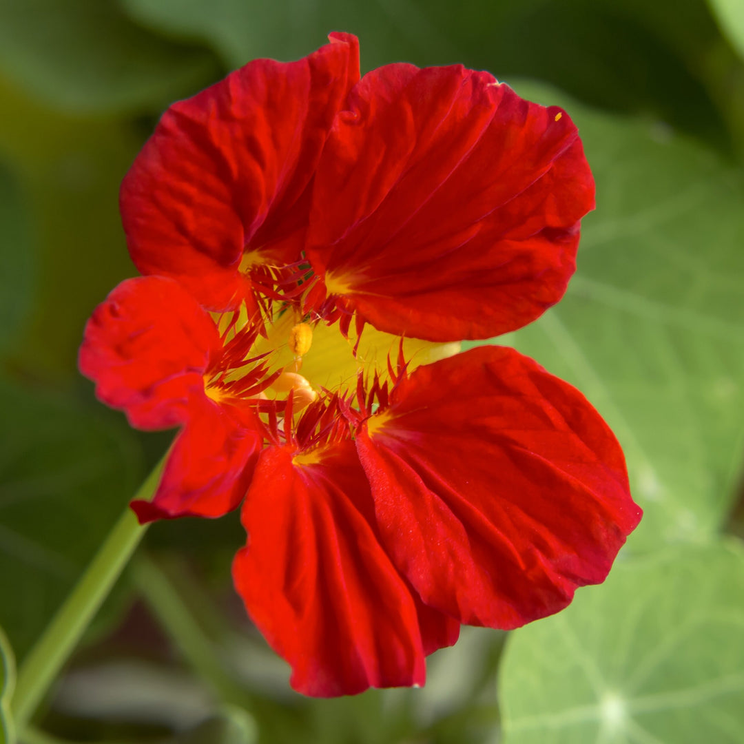red scarlet flower seeds