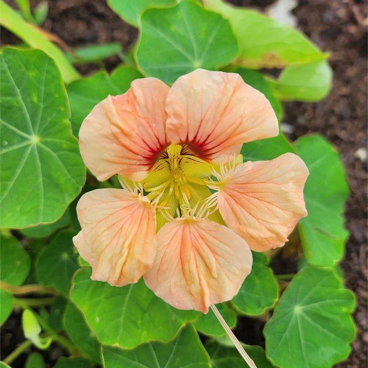 Light Orange Tropaeolum Flower Seeds – Heirloom, Non-GMO, High Germination Seeds