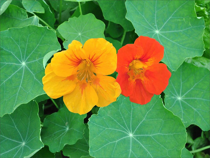 Nasturtium Flower Seeds Orange Yellow – Heirloom, Non-GMO, High Germination Seeds
