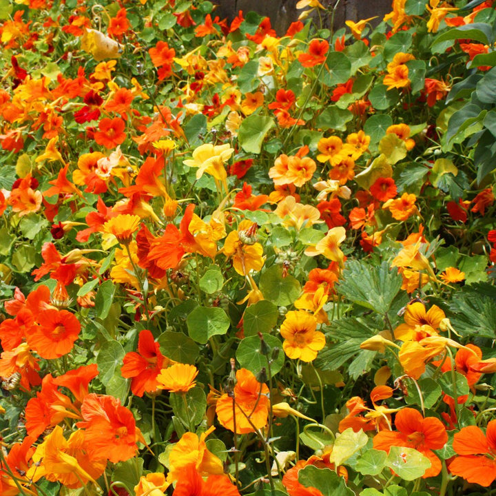 Nasturtium Flower Seeds Orange Yellow – Heirloom, Non-GMO, High Germination Seeds