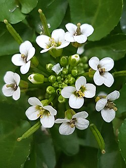 White Organic Cress Flower Seeds for Planting – Heirloom Non-GMO Organic Garden Seeds