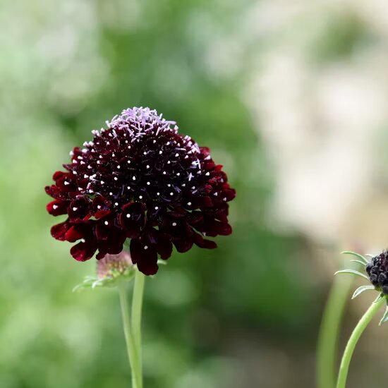 Maroon Pincushion Flower Seeds – Heirloom, Non-GMO, High Germination Seeds