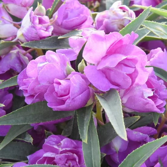 Purple Camellia Flower Seeds – Heirloom, Non-GMO, High Germination Organic Garden Seeds
