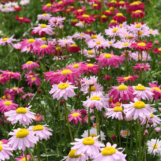 Mixed Pyrethrum Flower Seeds – Heirloom, Non-GMO, High Germination Seeds