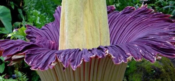 Corpse Flower Seeds Purple for Planting Heirloom Non-GMO High Germination Organic Garden Seeds