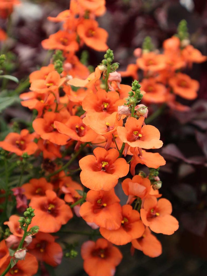 Semillas de flor de nemesia naranja – Herencia, no transgénicas, semillas de jardín orgánicas de alta germinación para plantar