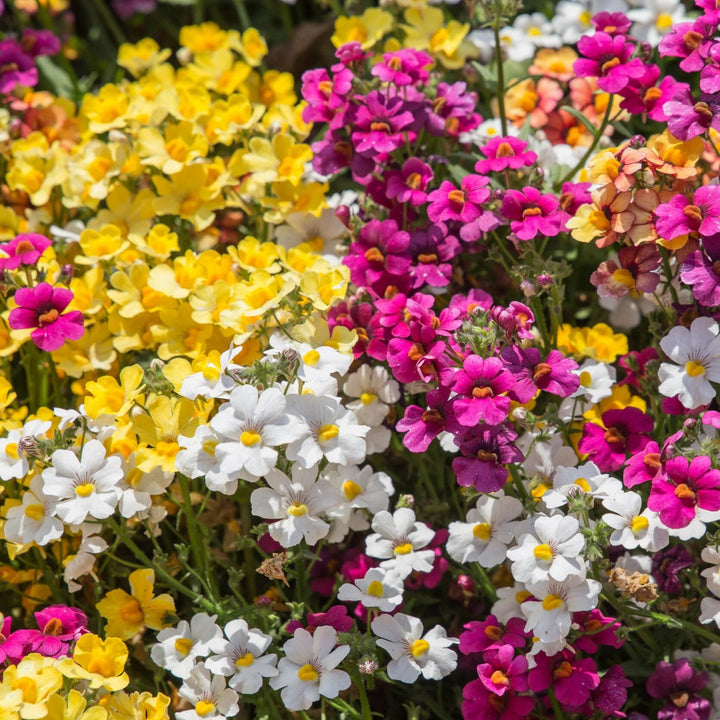 Mixed Nemesia Flower Seeds – Heirloom, Non-GMO, High Germination Seeds