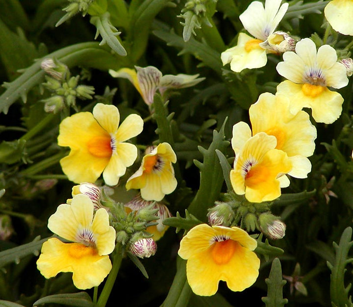 Nemesia Flower Seeds Yellow – Heirloom, Non-GMO, Organic Garden Seeds