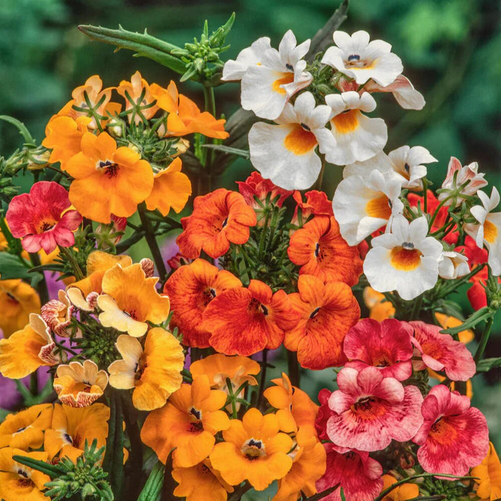 Mixed Nemesia Flower Seeds – Heirloom, Non-GMO, High Germination Seeds