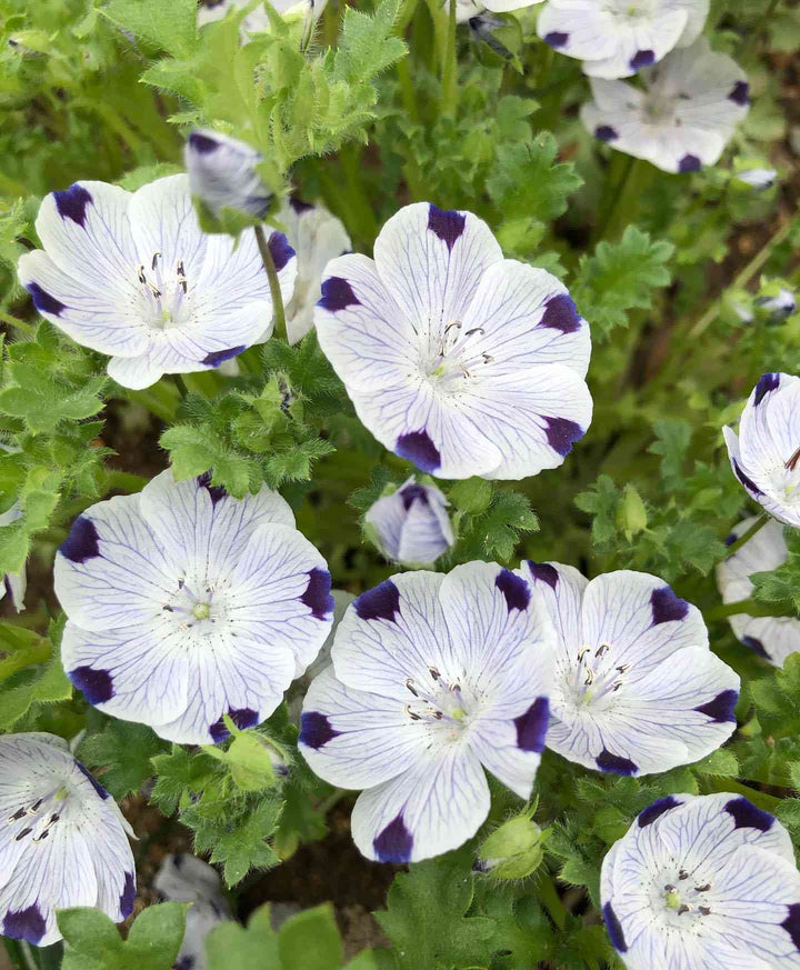 Semillas de flor Nemophila Maculata – Herencia, sin OGM, alta germinación, semillas orgánicas para plantar en el jardín