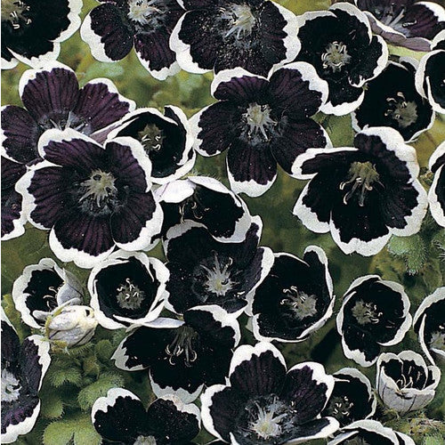 black nemophila flower seeds