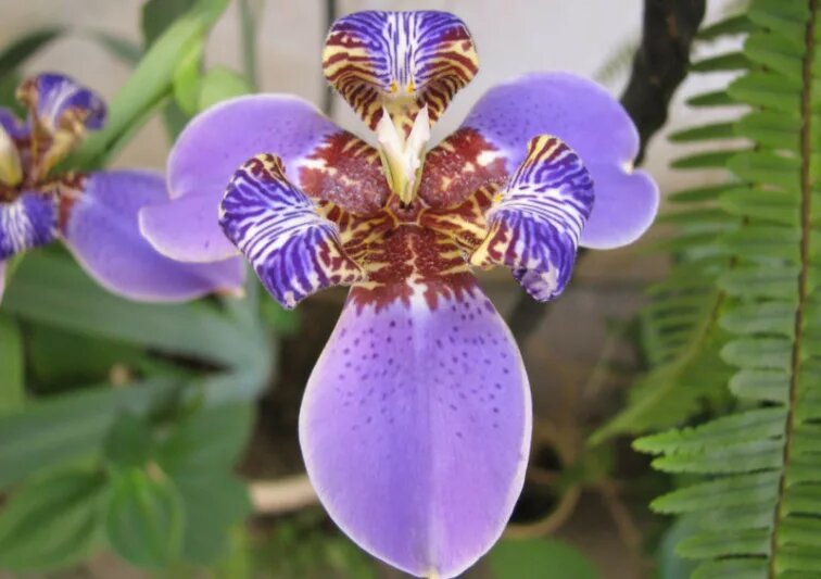 Neomarica Flower Seeds – Heirloom, Non-GMO, High Germination Seeds