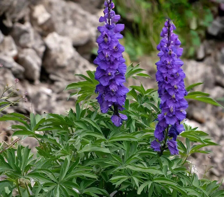 Aconitum Spicatum Flower Seeds for Planting – Heirloom Non-GMO High Germination Organic Garden Seeds