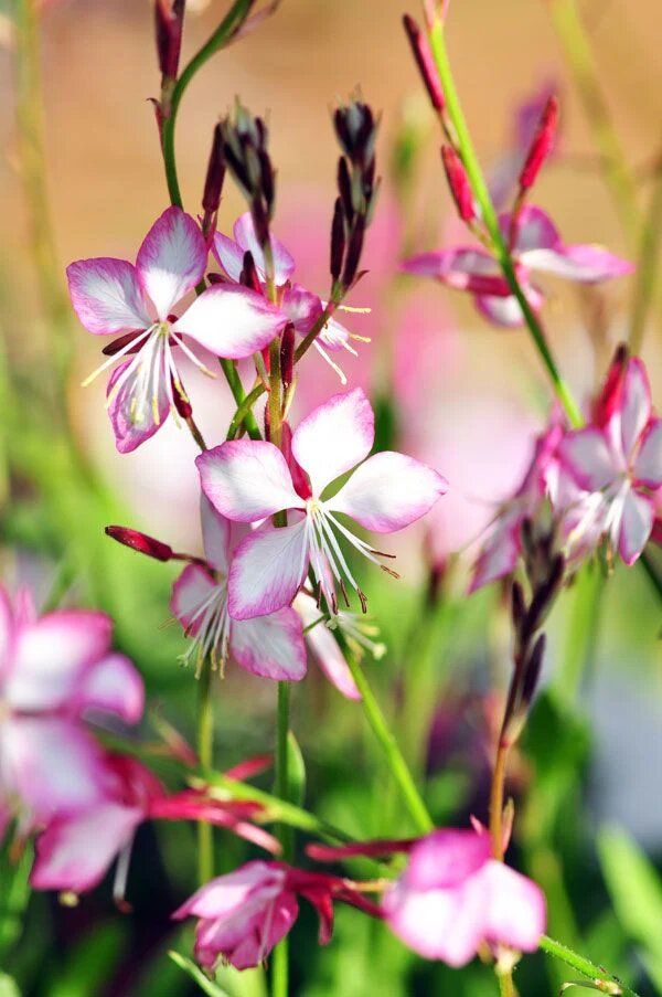 Gaura Flower Seeds Light Pink Heirloom Non-GMO High Germination Organic Garden Seeds for Planting