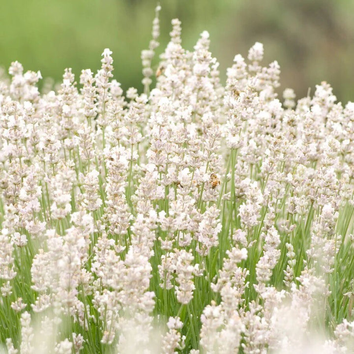 Semillas de lavanda White Snow - Cimientes, sin OMG, de alta germinación