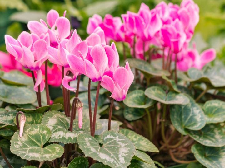 Cyclamen Flower Seeds Pink – Heirloom Non-GMO High Germination Seeds