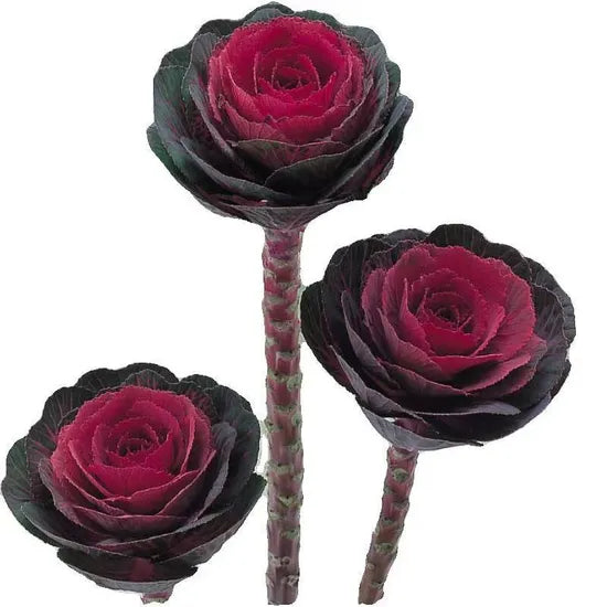 nonedibledecorativekaleweddingcenterpiecesbrassicaoleraceavaracephaladccutflowerheirloomnongmohighgerminationorganicgarden flower seeds