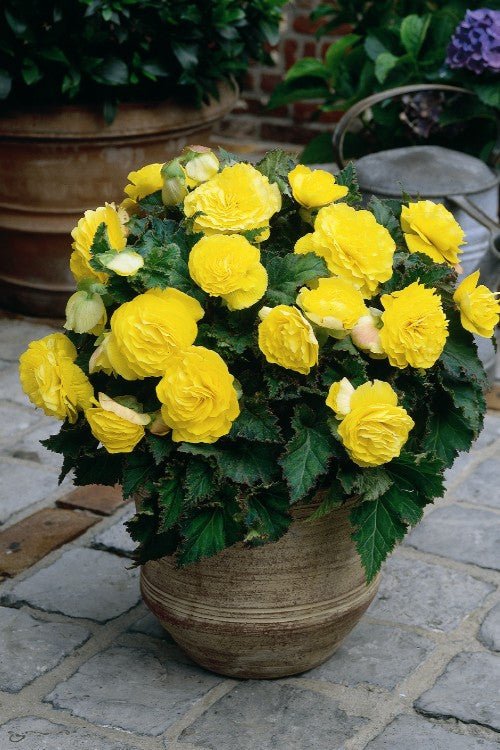 Semillas de flores de begonia tuberosa Mocha amarilla para plantar - Semillas orgánicas reliquia sin OMG