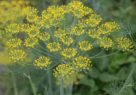 nottolerantcoldlikeswarmclimatedillflowerheirloomnongmohighgerminationorganicgarden flower seeds