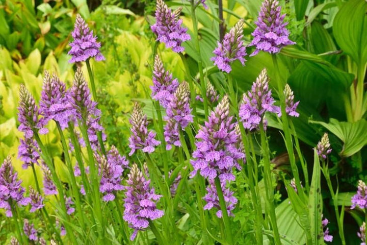 Semillas de Flores Dactylorhiza – Semillas de Jardín de Alta Germinación, Cimarrón, Sin OGM