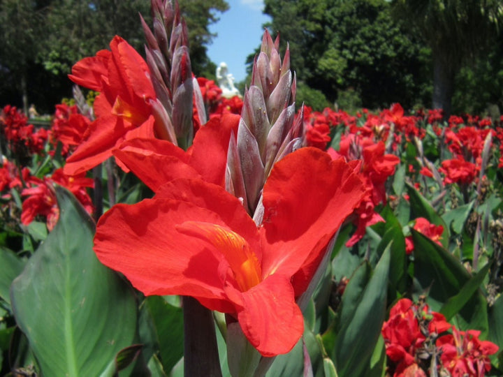 Red Canna Lily Flower Seeds – Heirloom, Non-GMO, High Germination Organic Garden Seeds