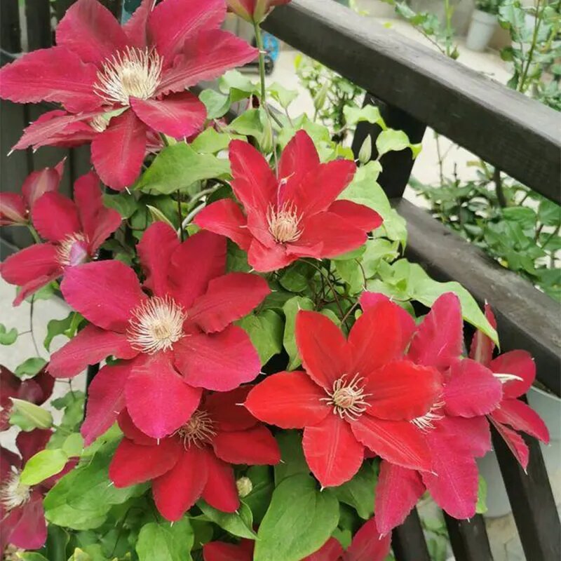 Red Clematis Flower Seeds – Heirloom Non-GMO High Germination Garden Seeds