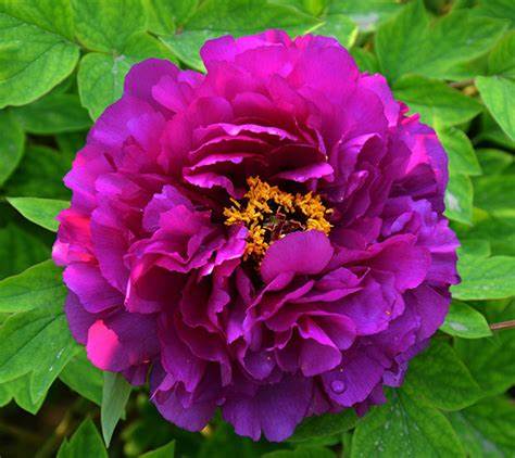 Purple Peony Flower Seeds for Planting – Heirloom Non-GMO, High Germination Organic Garden Seeds