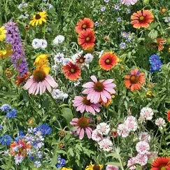 wildflower missouri flower seeds