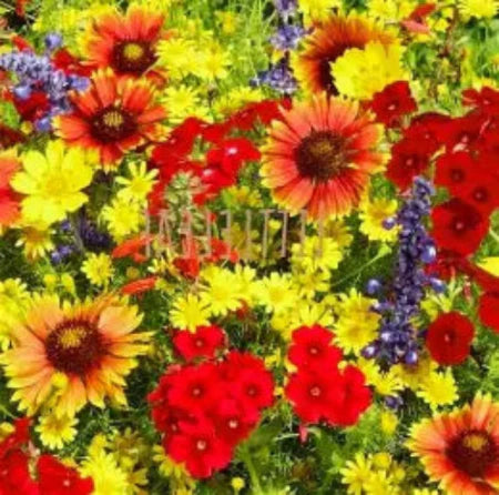 wildflower iowa flower seeds