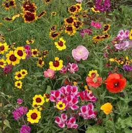 wildflower arkansas flower seeds