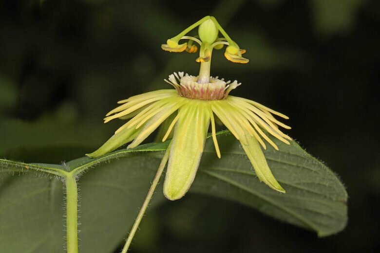 Yellow Passion Flower Seeds – Heirloom, Non-GMO, High Germination Seeds