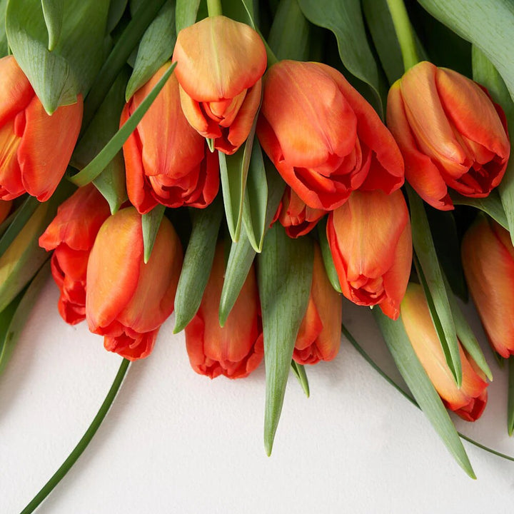 Orange Tulip Flower Seeds – Heirloom, Non-GMO, High Germination Seeds