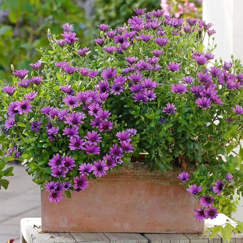 Osteospermum Flower Seeds Violet – Heirloom, Non-GMO, High Germination Organic Garden Seeds for Planting