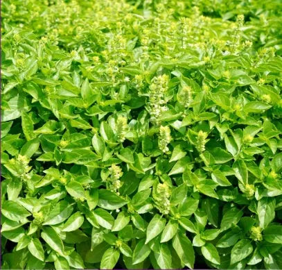 ocimumbasilicumhighqualityvarietygardenlandscapingheirloomnongmohighgerminationorganicgarden flower seeds