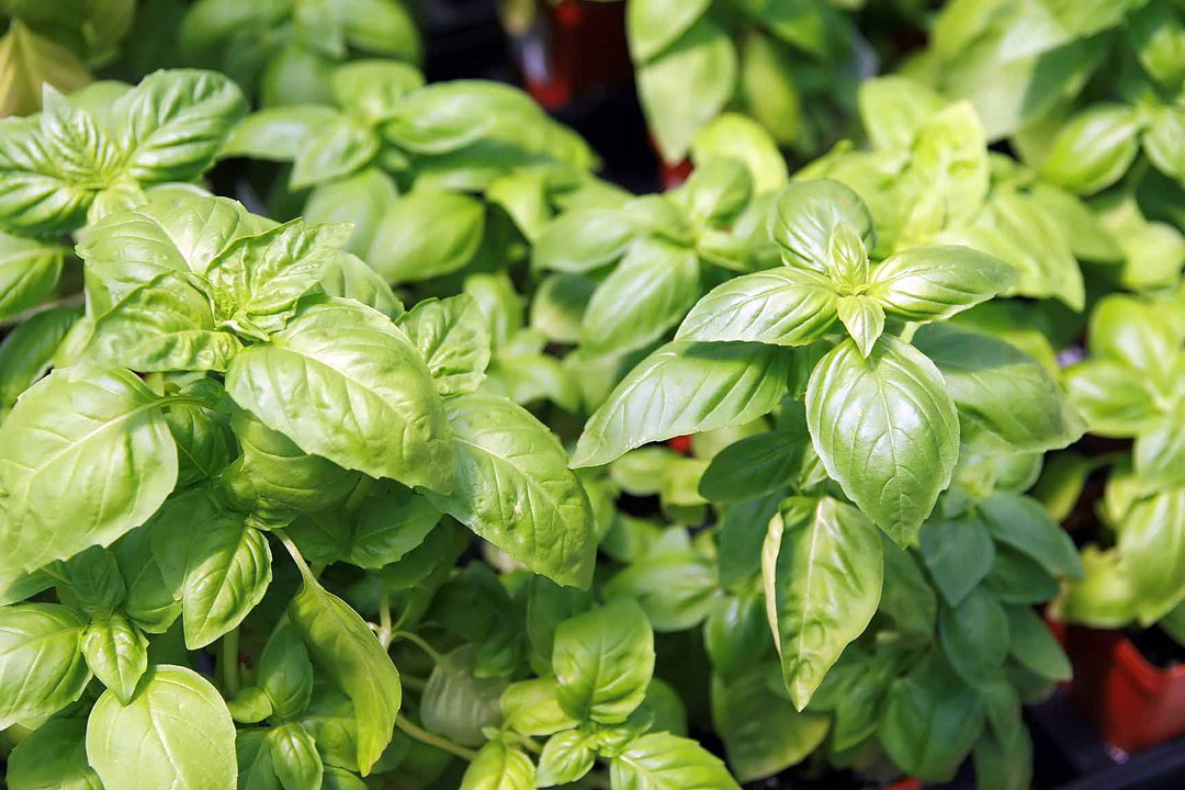 Greek Basil herb seeds