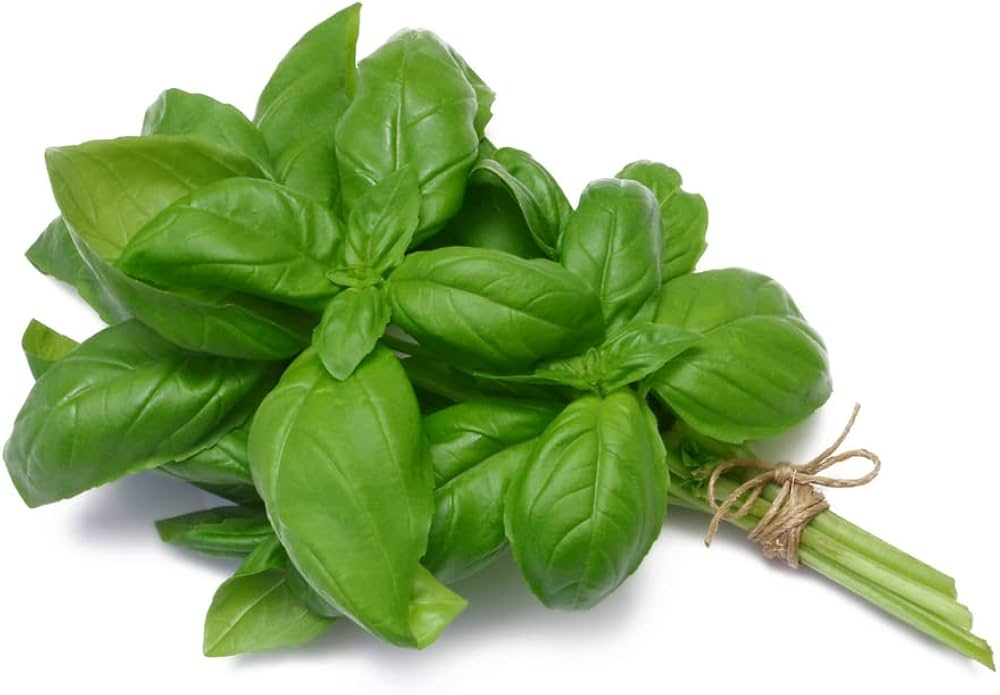 Genovese Basil herb seeds