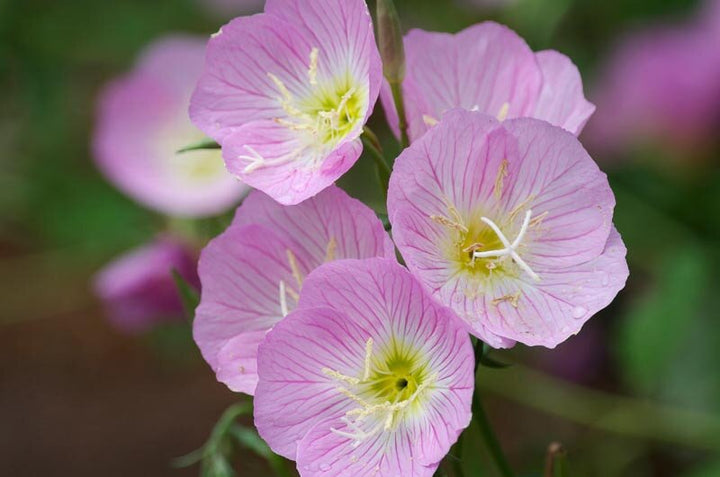 Pink Primrose Flower Seeds for Planting – Heirloom Non-GMO High Germination Organic Garden Seeds