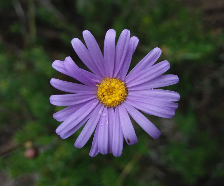 Purple Daisy Flower Seeds for Planting Heirloom Non-GMO High Germination Organic Garden Seeds