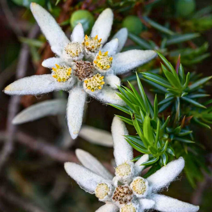 Edelweiss Flower Seeds White Heirloom Non-GMO High Germination Seeds