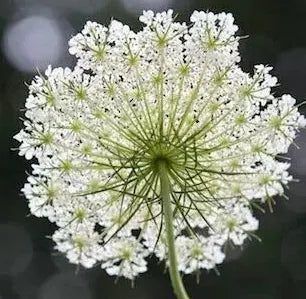 openpollinatedlongfloweringperiodorlayagrandifloralhoffmcutflowerheirloomnongmohighgerminationorganicgarden flower seeds