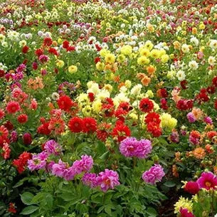 openpollinatedbrightflowerdecorativeflowerannualherbdahliaflowerheirloomnongmohighgerminationorganicgarden flower seeds