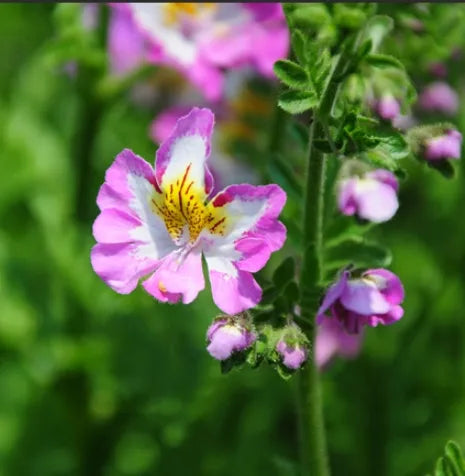 openpollinatedveryornamentalsunlovingannualherbschizanthusflowerheirloomnongmohighgerminationorganicgarden flower seeds