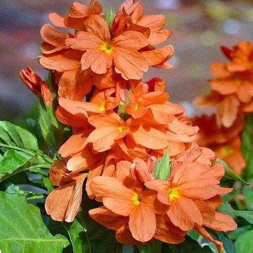 Crossandra Flower Seeds Orange – Heirloom Non-GMO High Germination Seeds