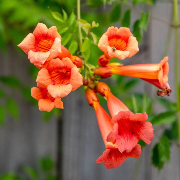 Semillas de Flor Campsis Naranja – Herencia, Sin OGM, Alta Germinación, Semillas Orgánicas para Jardín