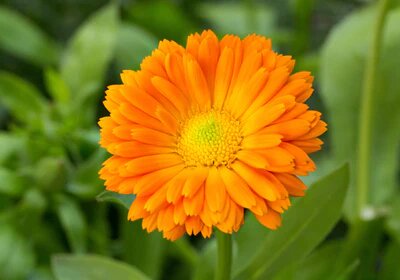 Orange Calendula Flower Seeds – Heirloom, Non-GMO, High Germination Seeds