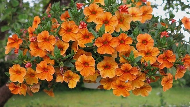 Semillas de flores de petunia naranja – Semillas de jardín orgánicas, reliquia, sin OMG, de alta germinación para plantar