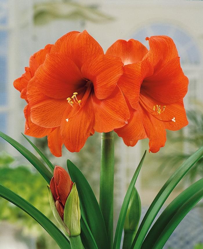 Amaryllis Blumensamen Orange zum Pflanzen – Alte Sorte gentechnikfrei hohe Keimrate Bio-Samen