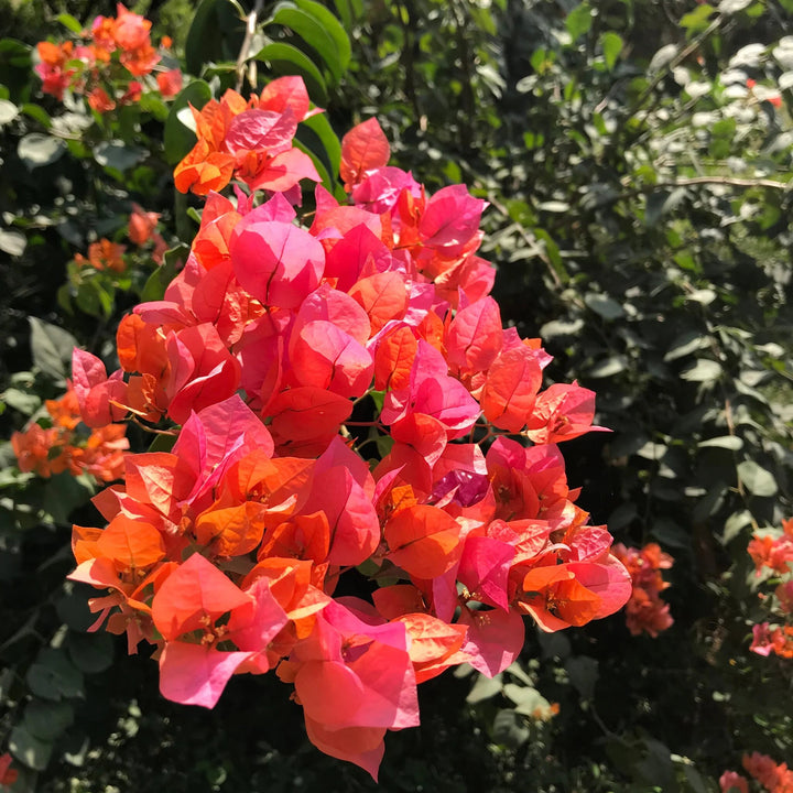 Rosa orangefarbene Bougainvillea-Blumensamen – Alte Sorte, gentechnikfrei, hohe Keimrate, Bio-Gartensamen