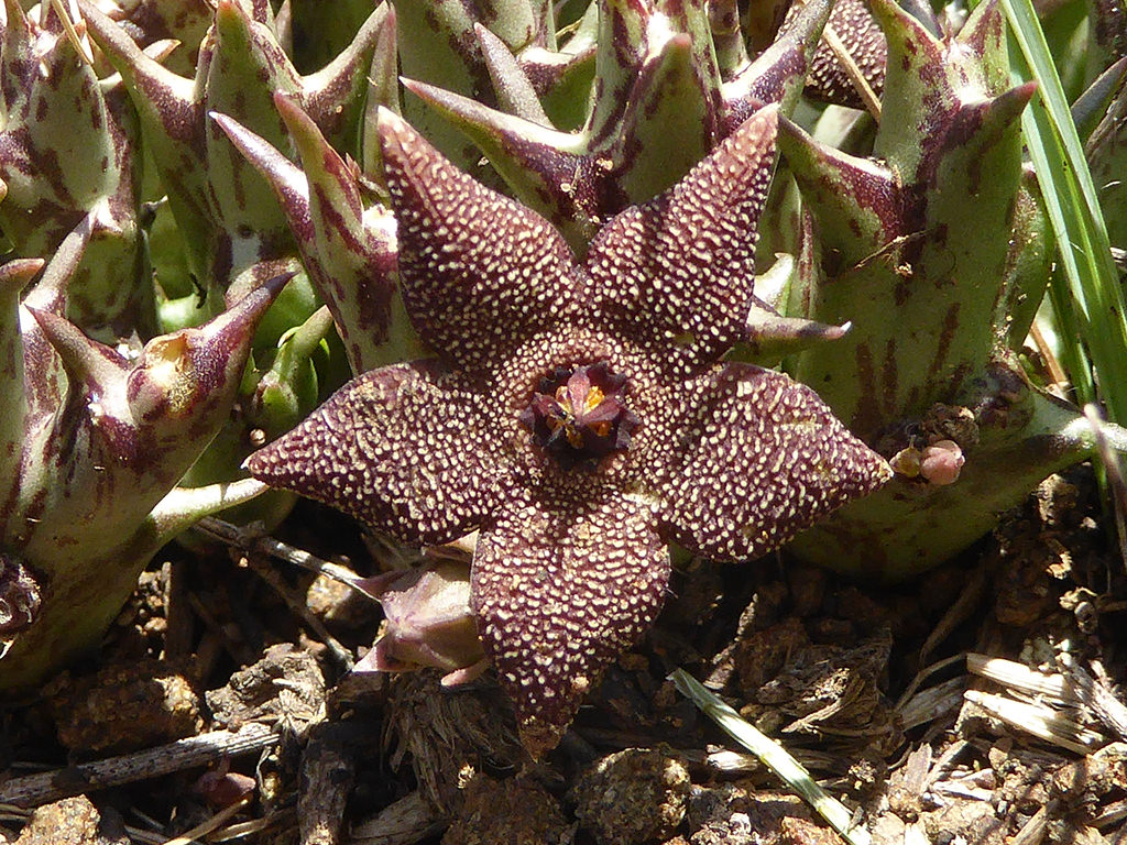 Orbea Cooperi Flower Seeds – Heirloom, Non-GMO, High Germination Seeds
